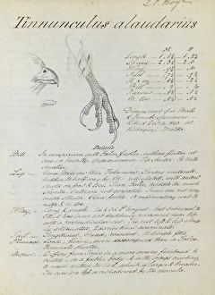 First page of notes relating to Kestrel First page of notes relating to Kestrel