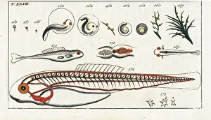 Fish development from spawn and juvenile anatomy Fish development from spawn and juvenile anatomy