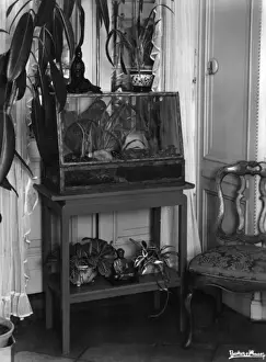 1930s Fish Tank Print by Unknown Artist