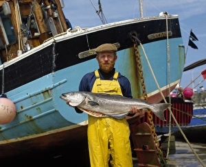 Fisherman with large coley fish, St Ives, Cornwall Fisherman with large coley fish, St Ives, Cornwall