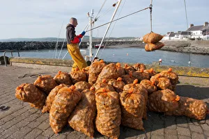Fisherman unloads buckies whelks at Port William, Galloway Fisherman unloads buckies whelks at Port William, Galloway