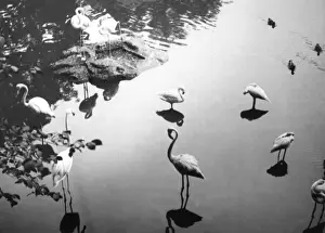 Birds In Water Prints: Flamingo Reflections