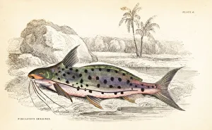 Flatwhiskered catfish, Pinirampus pirinampu Flatwhiskered catfish, Pinirampus pirinampu