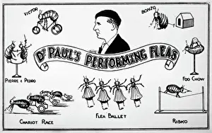 Prints of An advert for Doctor Pauls Performing Fleas Related Image Prints: Doctor Paul's Performing Fleas Print