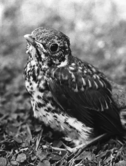 Vintage Bird Images Prints: Fledgling Song Thrush