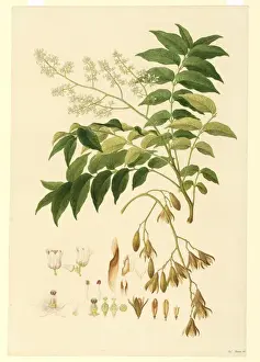 Ferdinand Bauer Watercolour Prints: Flindersia australis, Crows Ash