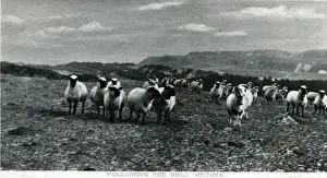 Scottish Countryside Photography Prints: Flock of Sheep, Wether, Shetland