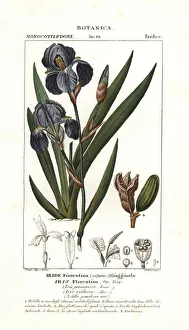 Florentine iris, Iris germanica var. florentina Florentine iris, Iris germanica var. florentina