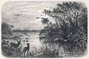 Flamingos In The Wild Prints: Florida Everglades