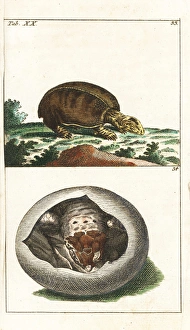 Florida softshell turtle, Apalone ferox, and young in egg Florida softshell turtle, Apalone ferox, and young in egg