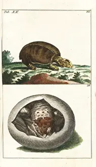 Gottlieb Tobias Wilhelm Prints: Florida softshell turtle, Apalone ferox, and young in egg