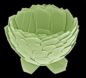 Electron Microscope Images Prints: Florisphaera profunda