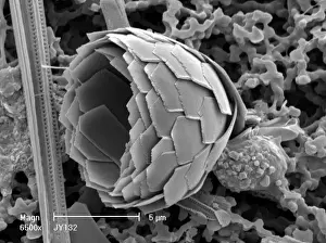 Scanning Electron Microscope Print of Coccoliths from Modern Oceans
