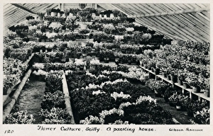 Flower Culture - Scilly - A Packing House Flower Culture - Scilly - A Packing House