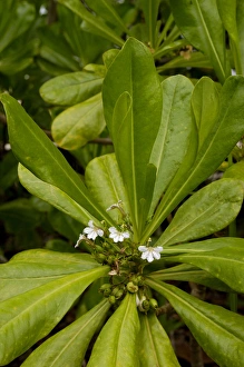 Flowering plant (unidentified) on the edge of rainforest Flowering plant (unidentified) on the edge of rainforest