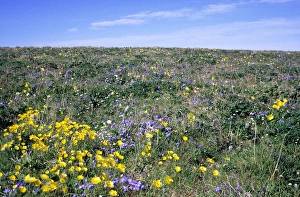 Flowering upland tundra of river Maksimovka valley Flowering upland tundra of river Maksimovka valley