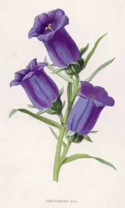 Campanula Medium Canterbury Bell Print