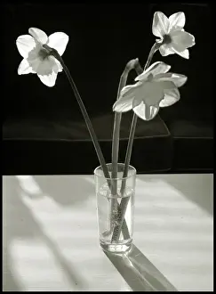 Delicate Spring Blooms Prints: Flowers on table daffodils
