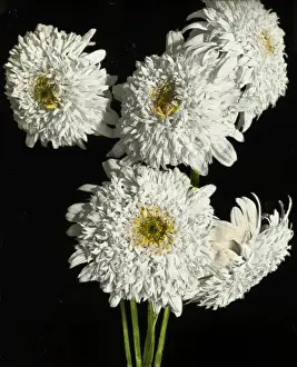 Antique Floral Prints Online Prints: Flowers - White Pyrethrum
