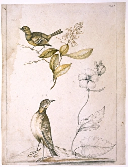 Flycatcher, elliottia, purple malve and pipit Flycatcher, elliottia, purple malve and pipit