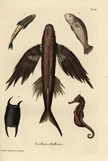 Flying fish 1, suckerfish 2, barramundi 3 Flying fish 1, suckerfish 2, barramundi 3