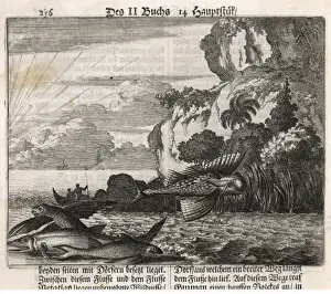 Historical Marine Life Prints: Flying Fish / De Bry