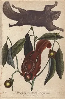 Universal System Of Natural History Prints: Flying squirrel and striped squirrel, Glaucomys