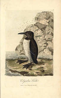 Foolish guillemot, Colymbus troile, Uria troile Foolish guillemot, Colymbus troile, Uria troile