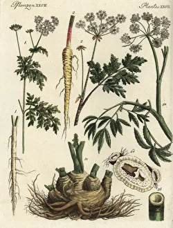 Fool's parsley, hemlock and northern water hemlock Fool's parsley, hemlock and northern water hemlock