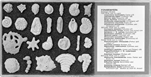 Foraminifera Print - Plastic Model of a Marine Creature