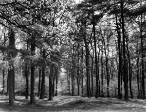 Gloucestershire England Prints: Forest of Dean