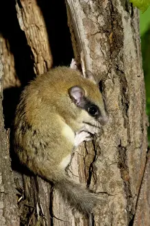Prints of Forest dormouse (Dryomys nitedula). deciduous forests of South Ural Mountains, nocturnal; South Russia, summer Forest Dormouse Prints: Forest Dormouse Print, South Russia