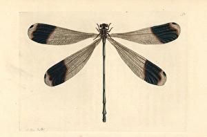 Forest giant damselfly, Megaloprepus caerulatus Forest giant damselfly, Megaloprepus caerulatus