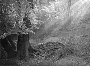 Atmospheric Forest Scene Prints: Forest Sunlight