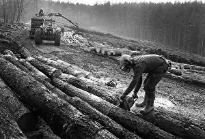 A forester cuts logs with a chain saw during tree felling A forester cuts logs with a chain saw during tree felling