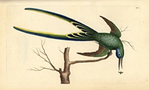 Fork-tailed hummingbird, Trochilus forficatus Fork-tailed hummingbird, Trochilus forficatus