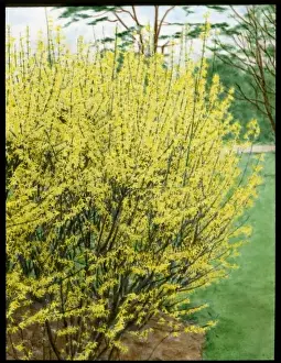 Oleaceae Family Prints: Forsythia Intermedia