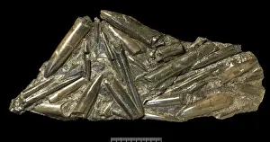 Prints of Belemnite battlefield, a dense accumulation of belemnites covering a 22 cm wide slab of Jurassic shale from Yorkshire, England Paul Taylor Prints: Jurassic Belemnite Print from Yorkshire Shale