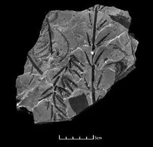 Carboniferous Period Fossils Prints: Fossil branches of Calamites