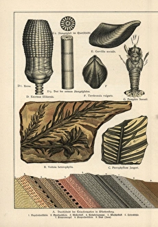 Fossil conifer trees, shells and lobster Fossil conifer trees, shells and lobster