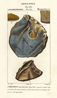 Fossil of extinct oyster species, Trihites plati Fossil of extinct oyster species, Trihites plati