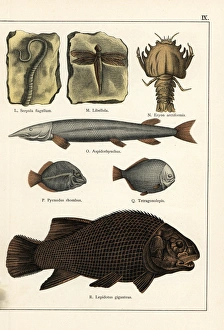 Fossil of extinct tubeworm, dragonfly, lobster and fish Fossil of extinct tubeworm, dragonfly, lobster and fish