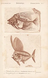 Fossil fish, Acanthonemus filamentosus Fossil fish, Acanthonemus filamentosus