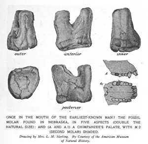 Fossil Molar Print of Hesperopithecus from Nebraska