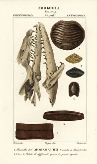 Fossil Mososaurus skull and fish palates Fossil Mososaurus skull and fish palates