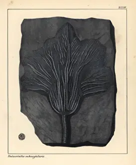Jurassic Era Fossils Prints: Fossil of Pentacrinites subangularis, extinct