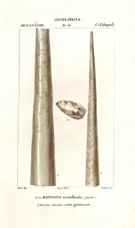 Fossil shell of baculite or walking stick rock Fossil shell of baculite or walking stick rock