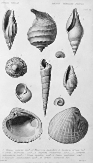 Fossil shells of the Eocene Tertiary Period Fossil shells of the Eocene Tertiary Period