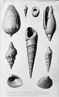 Fossil shells of the Miocene Tertiary Period Fossil shells of the Miocene Tertiary Period