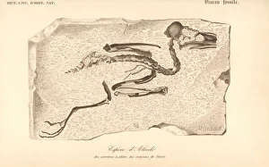Fossil skeleton of an extinct species of kingfisher Fossil skeleton of an extinct species of kingfisher